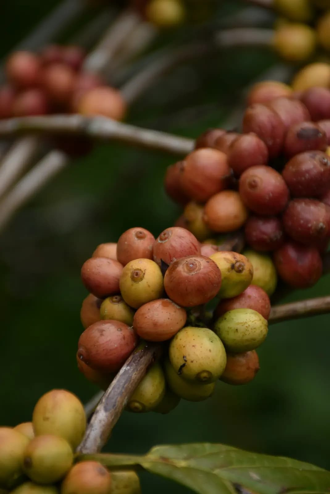 Coffee cherries ripening on the branch