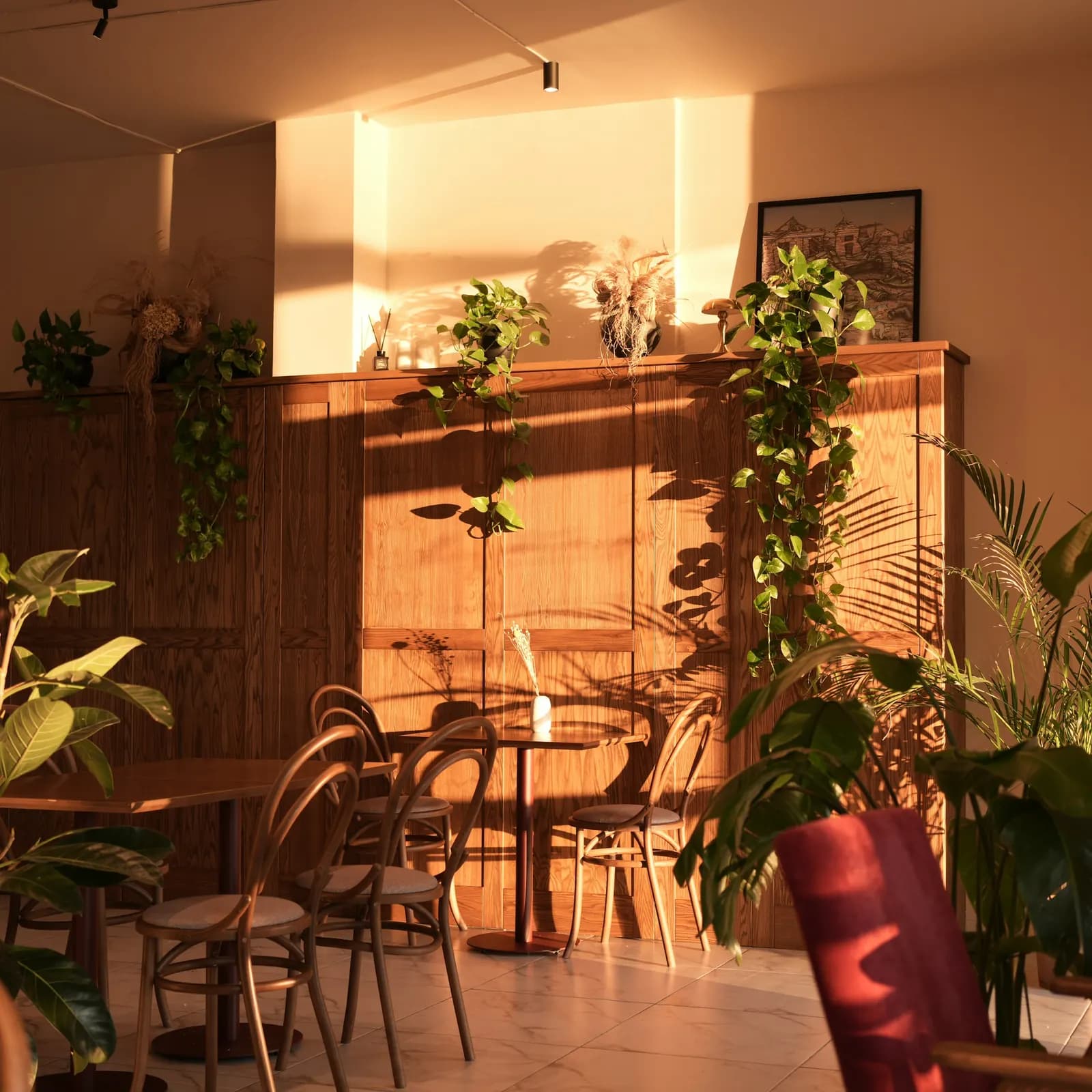 An empty café in golden light, with plants and bentwood chairs